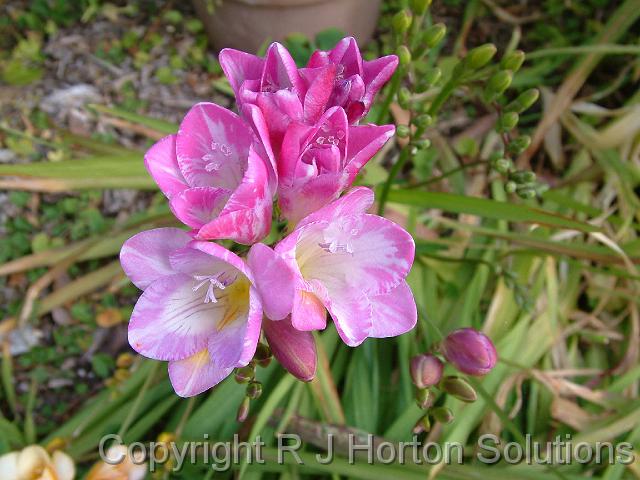 Freesia pink